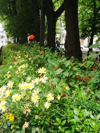 Flowers growing in park