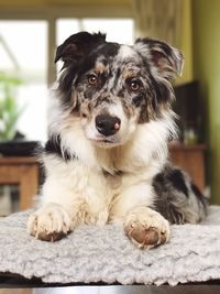 Portrait of dog lying down