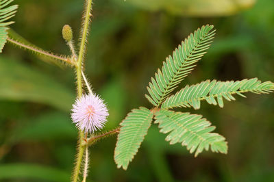 Close-up of plant