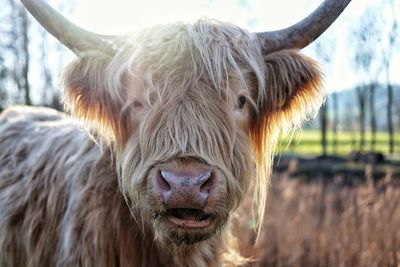 Close-up of cow on field