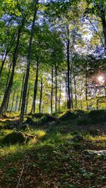 Trees in forest