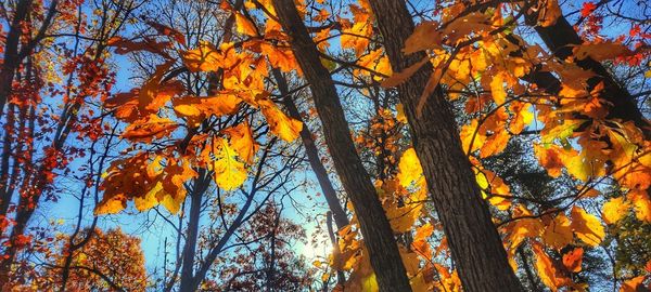 Low angle view of autumnal trees