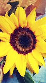 Close-up of sunflower