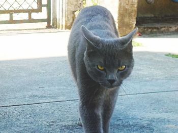 Close-up portrait of cat