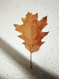 Close-up of maple leaf on water