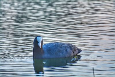 Duck swimming in lake