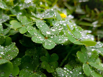 Close-up of wet leaves on rainy day