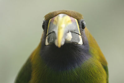 Close-up detail of green feathers of northern emerald-toucanet