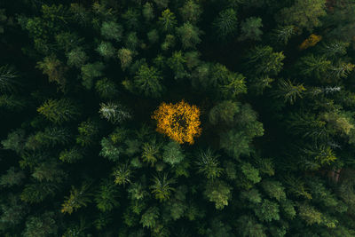 Full frame shot of trees