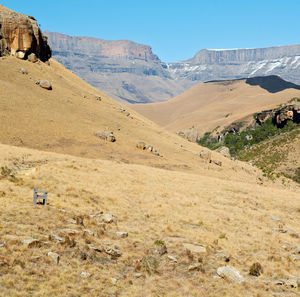 Scenic view of desert against clear blue sky