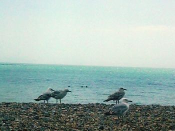 Birds on beach against clear sky