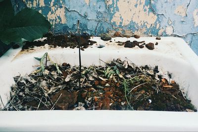 Plants growing on abandoned wall