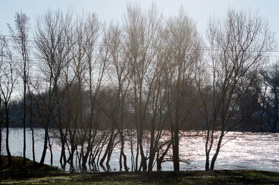 Bare trees by lake against sky