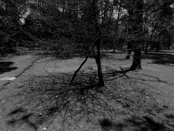 Bare trees in forest