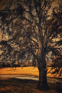 Trees on field