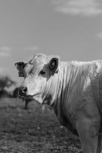 Close-up of cow against sky