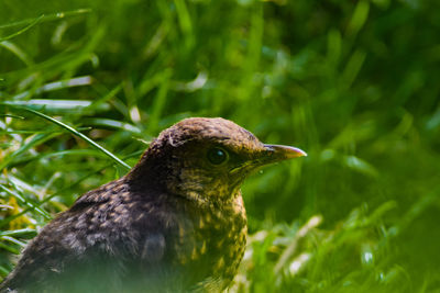 Close-up of bird perching on a plant