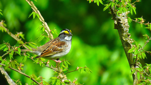 Bird perching on a branch