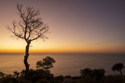 Silhouette tree by sea against sky during sunset