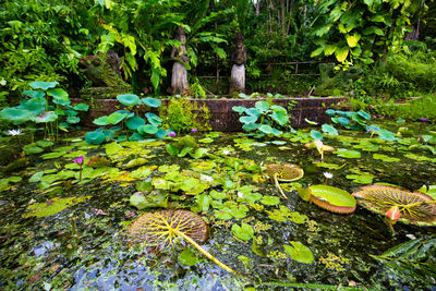 Water lilies and leaves floating on pond