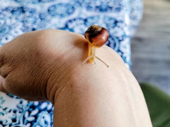 Close-up of insect on hand