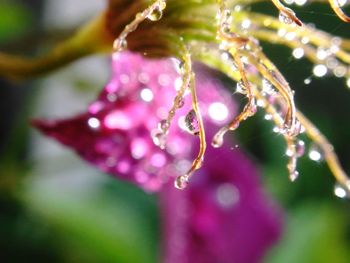 Close-up of wet flower