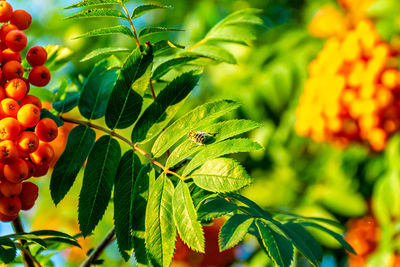 Rowan branch with fly