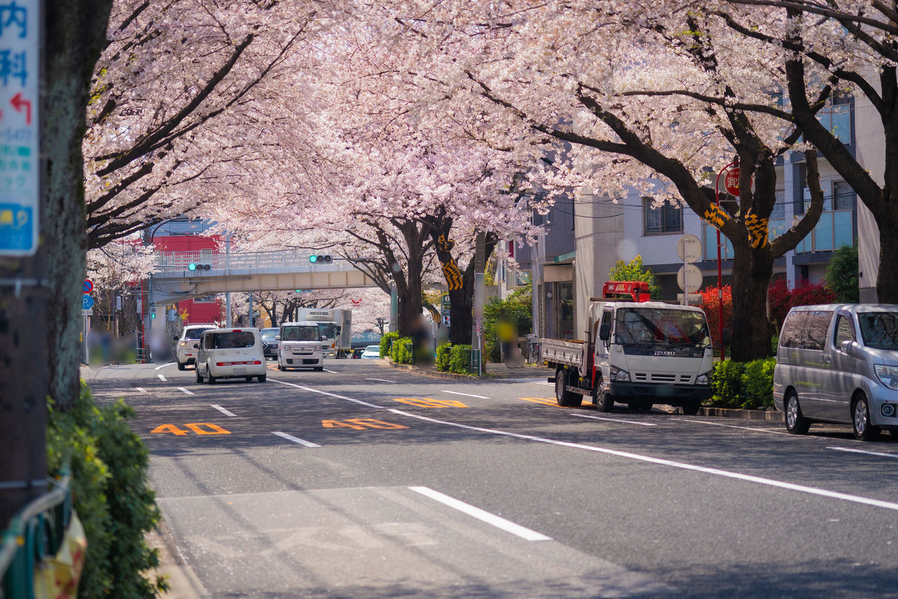CHERRY BLOSSOM ON ROAD IN CITY