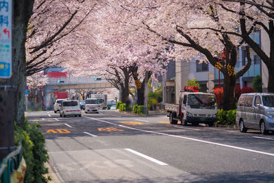 View of cherry blossom in city street