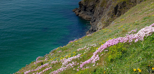 High angle view of flowering plants by sea