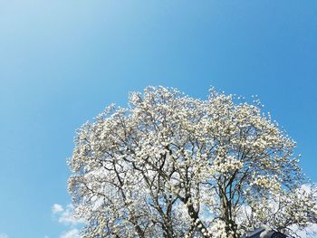 Low angle view of blooming tree against blue sky