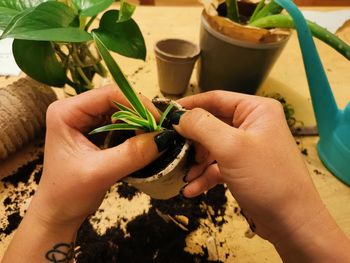 Midsection of person holding potted plant