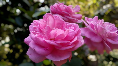 Close-up of pink rose