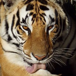 Close-up of a tiger