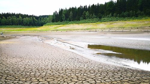 Scenic view of forest against sky
