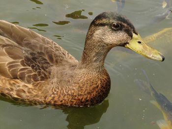Close-up of duck swimming in lake