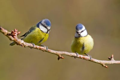 Close-up of blue tits perching on twig