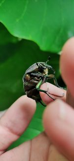 Close-up of hand holding insect