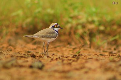 Bird perching on ground