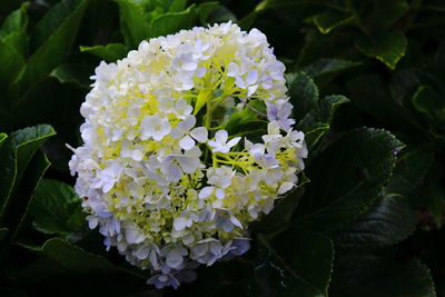 Close-up of hydrangea flowers