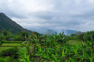 Scenic view of agricultural field against sky