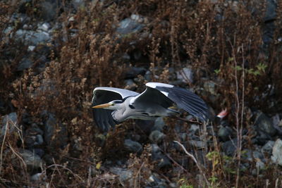 Bird flying over grass