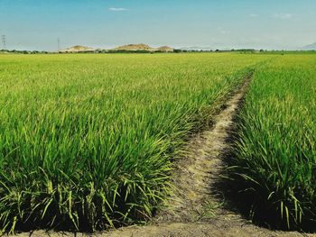 Scenic view of agricultural field against sky