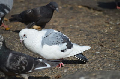 High angle view of pigeons perching