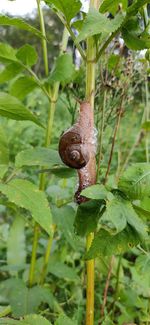 Close-up of snail on plant