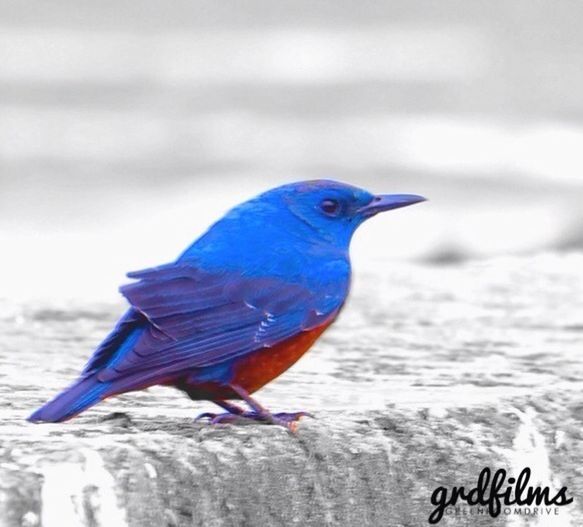 bird, animal themes, one animal, animals in the wild, focus on foreground, wildlife, close-up, blue, perching, full length, side view, beak, nature, outdoors, selective focus, day, no people, multi colored, seagull, zoology