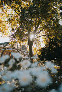 Surface level of trees against sunlight