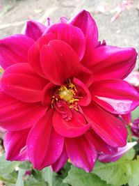 Close-up of bee on pink flower