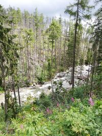 Scenic view of waterfall in forest