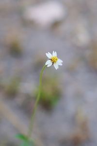 Close-up of white flowering plant